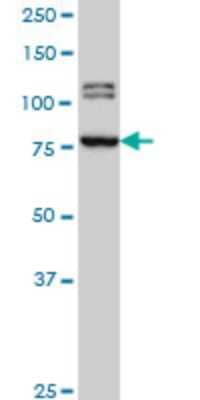 Western Blot: BRD3 Antibody (6E7) [H00008019-M01]