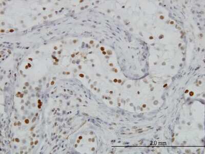 Immunohistochemistry-Paraffin: BRD3 Antibody (6F3) [H00008019-M04]