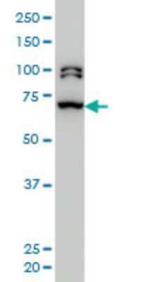 Western Blot: BRD3 Antibody (6F3) [H00008019-M04]