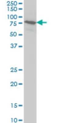 Western Blot: BRD3 Antibody (7G6) [H00008019-M02]