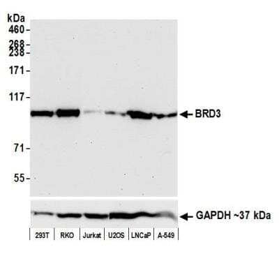 Western Blot: BRD3 Antibody (BLR069G) [NBP2-77359]