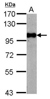 Western Blot: BRD3 Antibody [NBP2-15612]