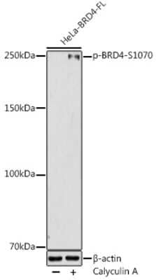 Western Blot: BRD4 [p Ser1070] AntibodyAzide and BSA Free [NBP3-16937]