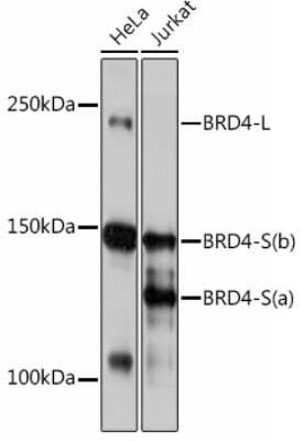 Western Blot: BRD4 Antibody (7L7M8) [NBP3-15452]