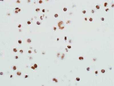 Immunohistochemistry-Paraffin: BRD4 Antibody (BL-149-2H5) [NBP2-76393]