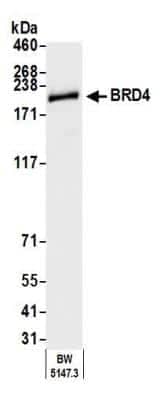 Western Blot: BRD4 Antibody (BL-149-2H5) [NBP2-76393]