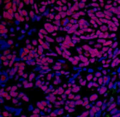 Immunohistochemistry-Paraffin: BRD4 Antibody (BL-151-6F11) [NBP2-76394]