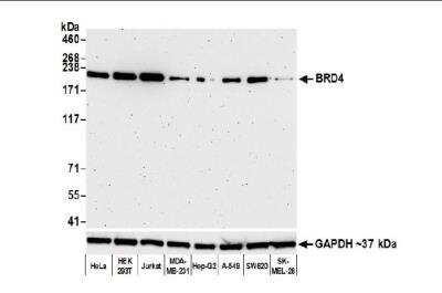 Western Blot: BRD4 Antibody (BL-151-6F11) [NBP2-76394]