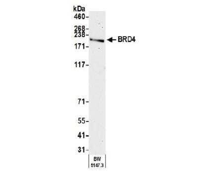 Western Blot: BRD4 Antibody (BL-151-6F11) [NBP2-76394]