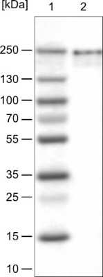 Western Blot: BRD4 Antibody (CL1115) [NBP2-52958]