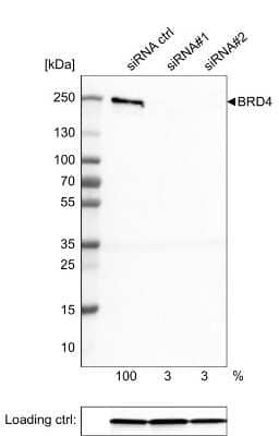 Western Blot: BRD4 Antibody (CL1115) [NBP2-52958]