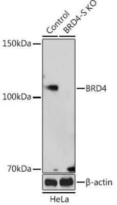 Knockout Validated: BRD4 Antibody - Azide and BSA Free [NBP3-15953]