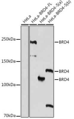 Western Blot: BRD4 AntibodyAzide and BSA Free [NBP3-15953]