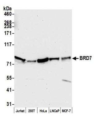 Western Blot: BRD7 Antibody [NBP1-28727]