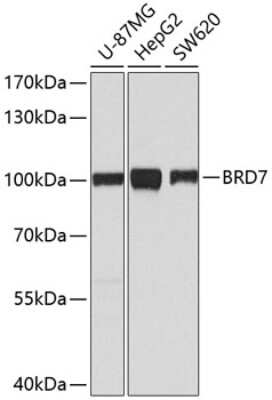 Western Blot: BRD7 AntibodyBSA Free [NBP2-92408]