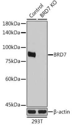 Western Blot: BRD7 AntibodyBSA Free [NBP2-92408]