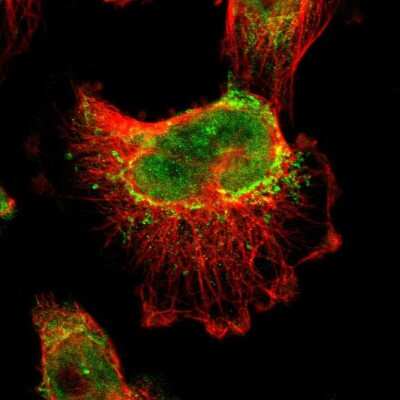 Immunocytochemistry/ Immunofluorescence: BRD8 Antibody [NBP1-82457]