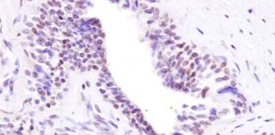 Immunohistochemistry-Paraffin: BRD8 Antibody [NB100-79781]