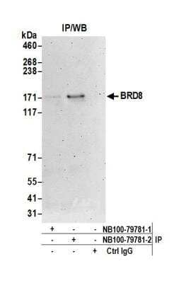 Immunoprecipitation: BRD8 Antibody [NB100-79781]