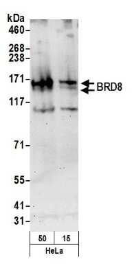 Western Blot: BRD8 Antibody [NB100-79780]