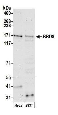 Western Blot: BRD8 Antibody [NB100-79781]