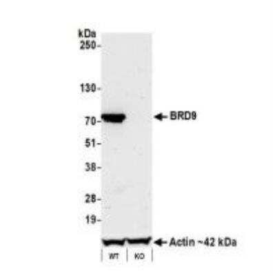 Western Blot: BRD9 Antibody (BLR153J) [NBP3-14730]