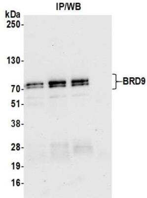 Immunoprecipitation: BRD9 Antibody (BLR153J) [NBP3-14730]