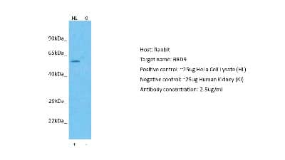Western Blot: BRD9 Antibody [NBP2-87081]
