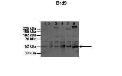 Western Blot: BRD9 Antibody [NBP2-87081]