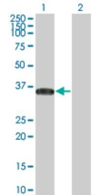 Western Blot: BRDG1/STAP-1 Antibody (5A10) [H00026228-M01]