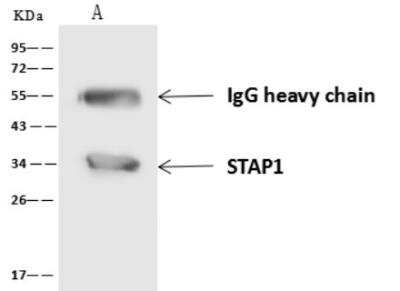 Immunoprecipitation: BRDG1/STAP-1 Antibody [NBP3-06491]