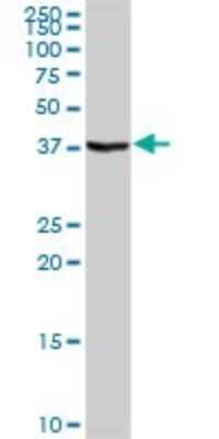 Western Blot: BRDG1/STAP-1 Antibody [H00026228-D01P]