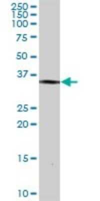 Western Blot: BRDG1/STAP-1 Antibody [H00026228-D01P]