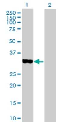 Western Blot: BRDG1/STAP-1 Antibody [H00026228-D01P]