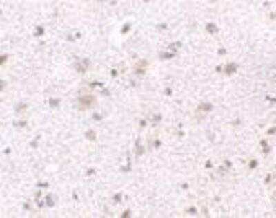 Immunohistochemistry-Paraffin: BRE Antibody - BSA Free [NBP1-76830]