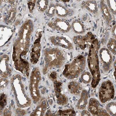Immunohistochemistry-Paraffin: BRE Antibody [NBP1-88359]