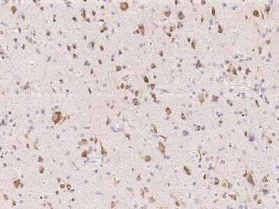 Immunohistochemistry-Paraffin: BRE Antibody [NBP2-99253]