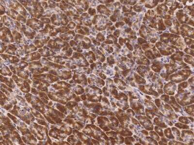 Immunohistochemistry-Paraffin: BRE Antibody [NBP2-99253]