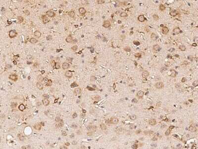 Immunohistochemistry-Paraffin: BRE Antibody [NBP2-99253]