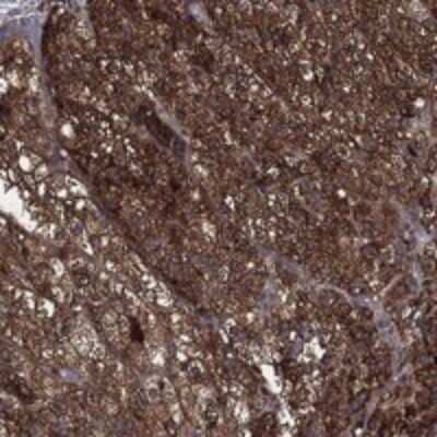 Immunohistochemistry-Paraffin: BRE Antibody [NBP3-17689]