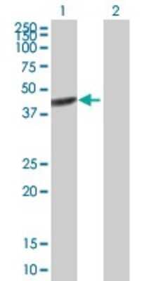 Western Blot: BRE Antibody [H00009577-B01P]