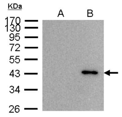 Western Blot: BRE Antibody [NBP1-32304]