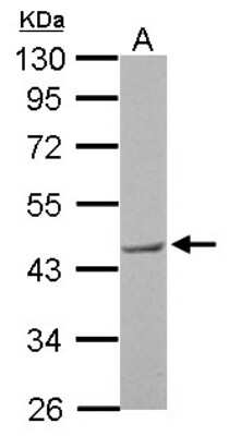 Western Blot: BRE Antibody [NBP1-32304]