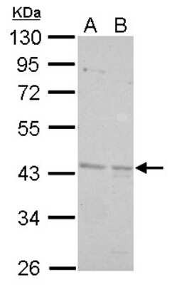 Western Blot: BRE Antibody [NBP1-32304]