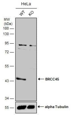 Knockout Validated: BRE Antibody [NBP1-32304]