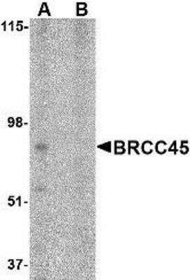 Western Blot: BRE AntibodyBSA Free [NBP1-76830]