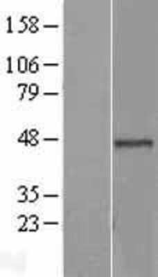 Western Blot: BRE Overexpression Lysate [NBL1-08026]