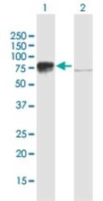 Western Blot: BRF1 Antibody [H00002972-B01P]