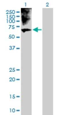 Western Blot: BRF1 Antibody [H00002972-D01P]