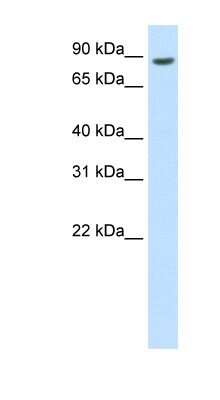 Western Blot: BRF1 Antibody [NBP1-80440]